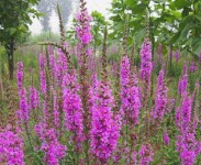 花卉苗木養(yǎng)護(hù)管理主要有幾方面？